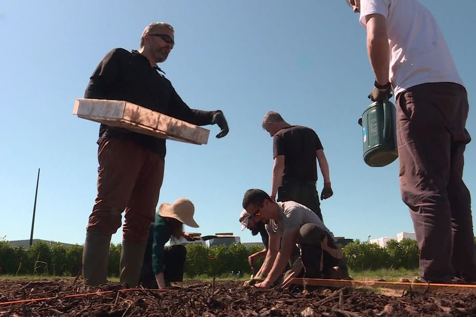 Une première en France : quand les terrains industriels inexploités se transforment en micro-fermes bio