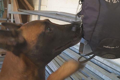 Cocaïne saisie sur un voilier : l'aide précieuse du chien anti-drogue