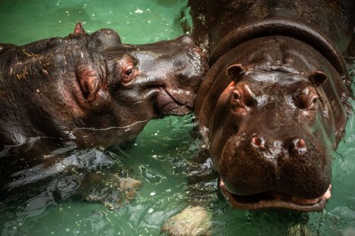 Belgique : deux hippopotames du zoo d'Anvers testés positifs au coronavirus