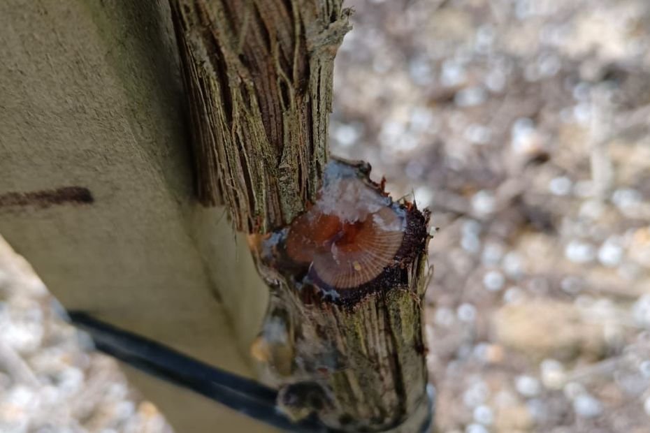Ce vigneron perd 600 pieds de vigne coupés au sécateur électrique. « C’est quatre ans de travail qui disparaissent du jour au lendemain »