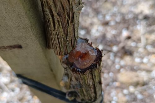 Ce vigneron perd 600 pieds de vigne coupés au sécateur électrique. "C'est quatre ans de travail qui disparaissent du jour au lendemain"