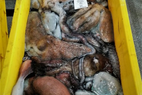 Pêche de la coquille Saint-Jacques : aucune présence de poulpe dans la Manche