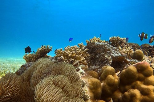 Réchauffement climatique : comment l'étude de la génétique des coraux permet de les préserver