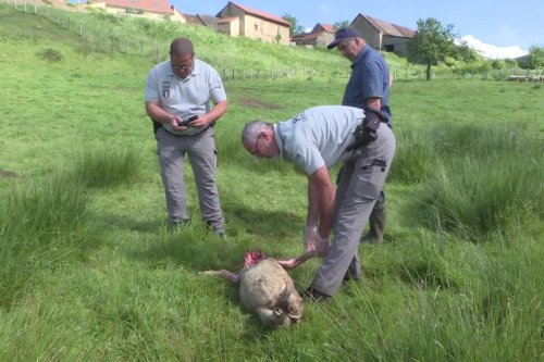 Nouvelle attaque d'un loup à Morey, deux agneaux tués : "on est démunis et très fatigués" témoignent les éleveurs