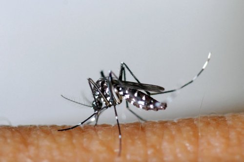 Un cas de dengue détecté à Fayence dans le Var