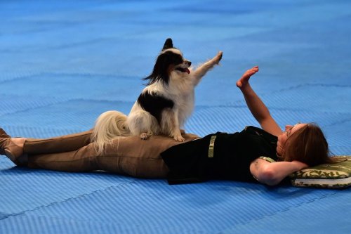 Aube : championnat de France de Dog Dancing, pour swinger en duo avec son chien