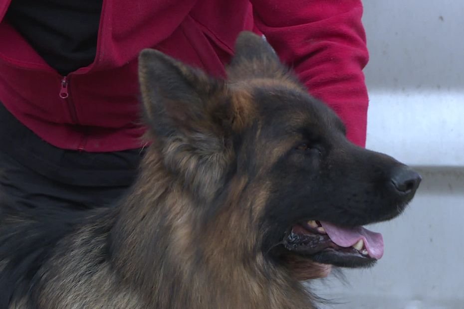 Volée au salon de l’agriculture, la chienne Texane, d’une valeur de 25000€, retrouvée saine et sauve