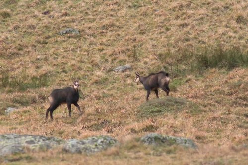 Vacances. Les règles à respecter pour observer les chamois en Auvergne