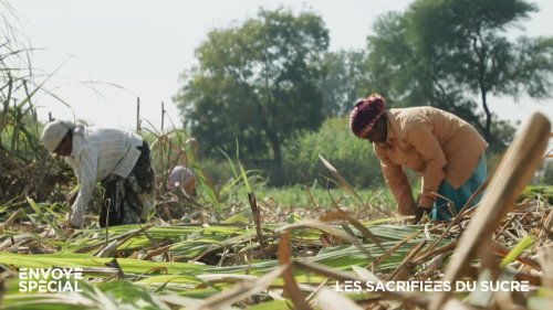 Vidéo En Inde, des femmes forcées de se faire enlever l'utérus pour rester productives dans les champs de canne à sucre