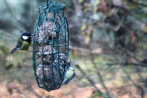 Nourrir les oiseaux en hiver : on vous explique comment bien le faire