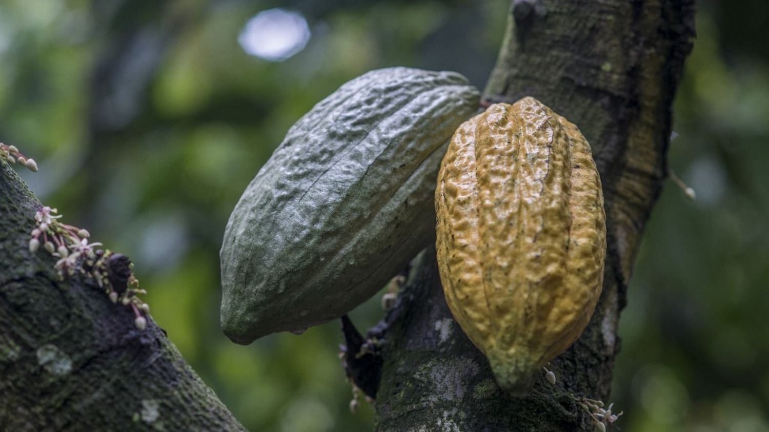 Cacao, café, sucre, vanille… ces aliments importés en France à l’origine de la destruction de l’environnement et de l’exploitation des populations locales, selon une étude