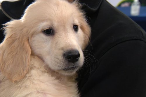 Salon du chiot à Montpellier : "Ici, on ne vend pas des peluches", ces éleveurs canins qui refusent l'achat coup de coeur