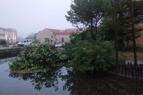 Intempéries : chutes d'arbres et coupures d'électricité à L'Isle-sur-la-Sorgue