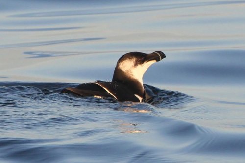 VIDEO. Pourquoi les pingouins torda envahissent notre littoral ?