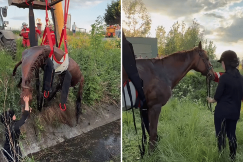 VIDÉO. L'extraordinaire sauvetage d'un cheval tombé dans un fossé, "ça se termine aussi bien pour la cavalière que pour le cheval"