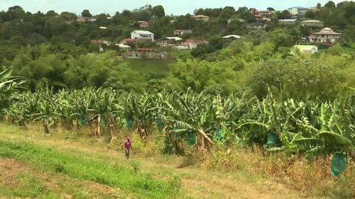Martinique : comment continuer à vivre avec les conséquences du pesticide chlordécone ?