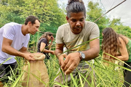 Production de riz à La Réunion : l’AFPAR lance sa première formation de riziculteurs