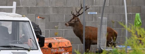 Magazine - Animaux