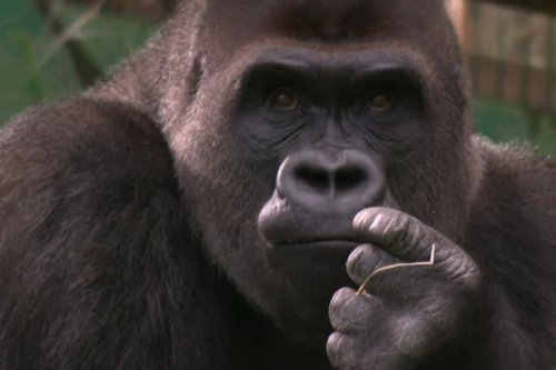 Gorilles, hippopotames... A Saint-Martin-la-Plaine, les 1000 animaux de Pierre Thivillon fêtent 50 ans de bonheur