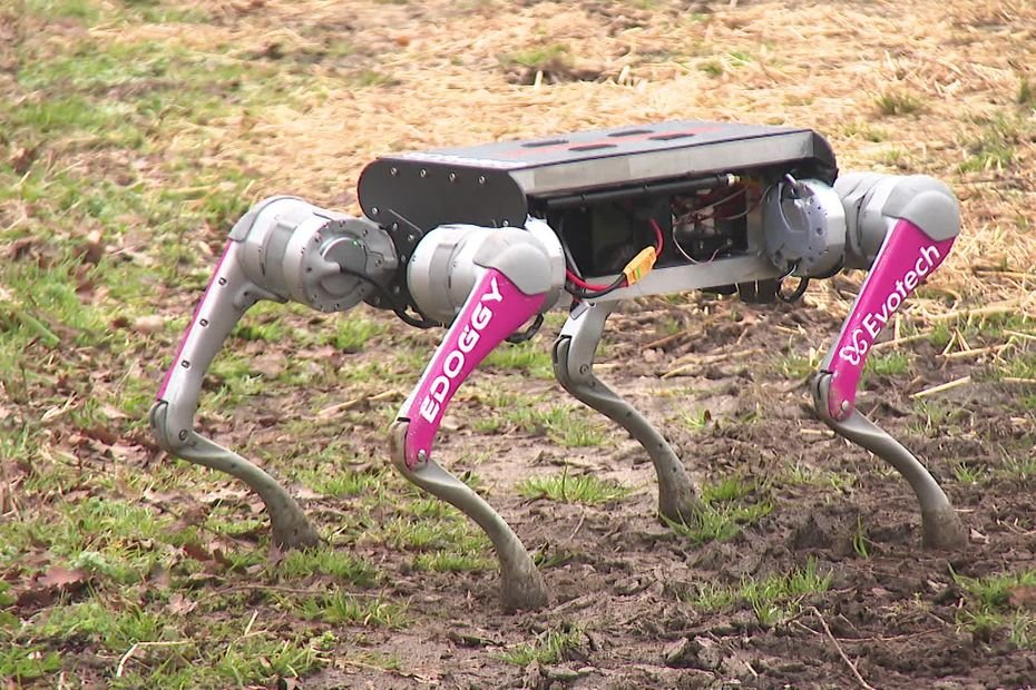 « Les poulets n’ont pas peur, ils se sont habitués à lui » : E-Doggy, le robot innovant qui veut devenir chien de troupeau