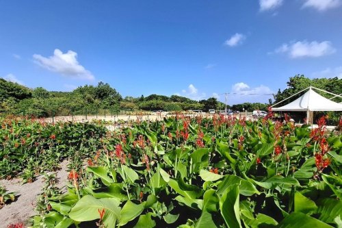 À Marie-Galante, des filtres plantés de végétaux mettent la biodiversité au service du traitement des eaux usées