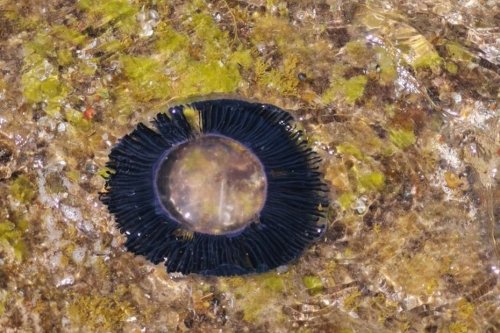 Mer : « étranges tranches d’ananas » bleu foncé, les méduses envahissent les plages du littoral dans les Pyrénées-Orientales