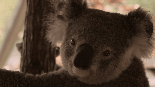 Australie : le koala est menacé d'extinction