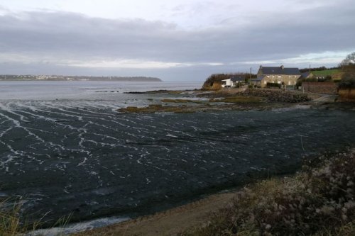 Algues vertes en baie de Saint-Brieuc : la diffusion des relevés d'hydrogène sulfuré fait polémique