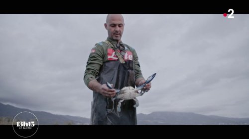 Vidéo "Je vois difficilement une autre solution qu'arrêter" : sur l'étang de Biguglia, en Corse, les pêcheurs songent à capituler face à l'invasion de crabes bleus