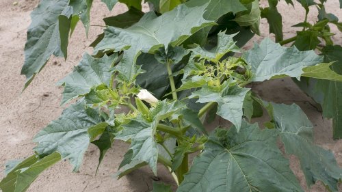 Le datura, une plante invasive hallucinogène, est-il le poison de l'agriculture bio ?