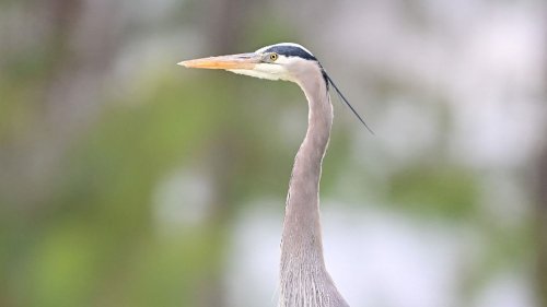 Pesticides, constructions... Pourquoi les trois quarts des oiseaux d'Amérique du Nord sont en déclin, selon un