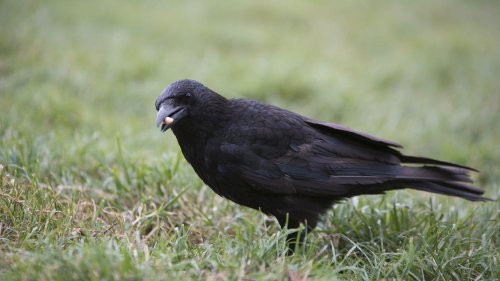 Les corbeaux aussi intelligents que les hommes ?