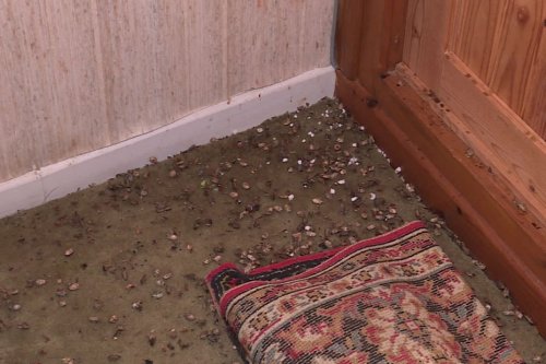 "Elles sortent par dizaines et ça sent très fort" : une invasion de punaises diaboliques rend la vie des habitants impossible et ruine les récoltes de noisettes