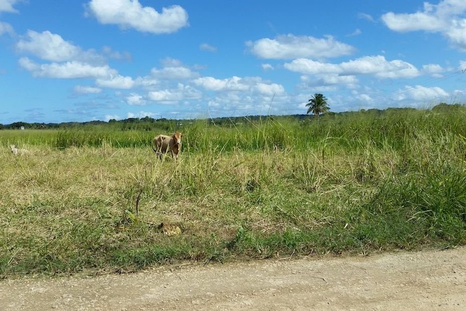 Déclaration de surface agricole : la télédéclaration est ouverte pour les exploitants agricoles de Guadeloupe