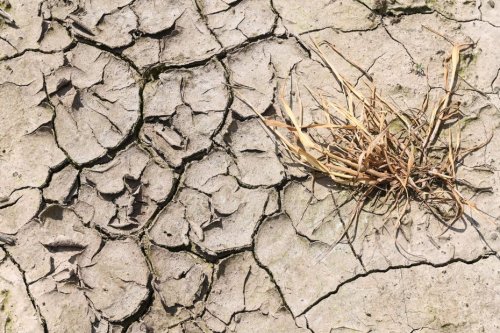 Vers une sécheresse d'ampleur cet été en Alsace ?