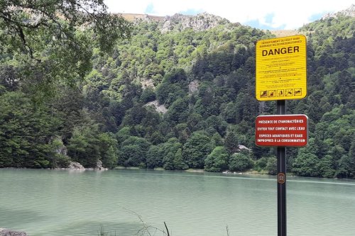 Cyanobactéries dans les lacs et plans d'eau d'Alsace : pourquoi leur présence est dangereuse en cas de baignade