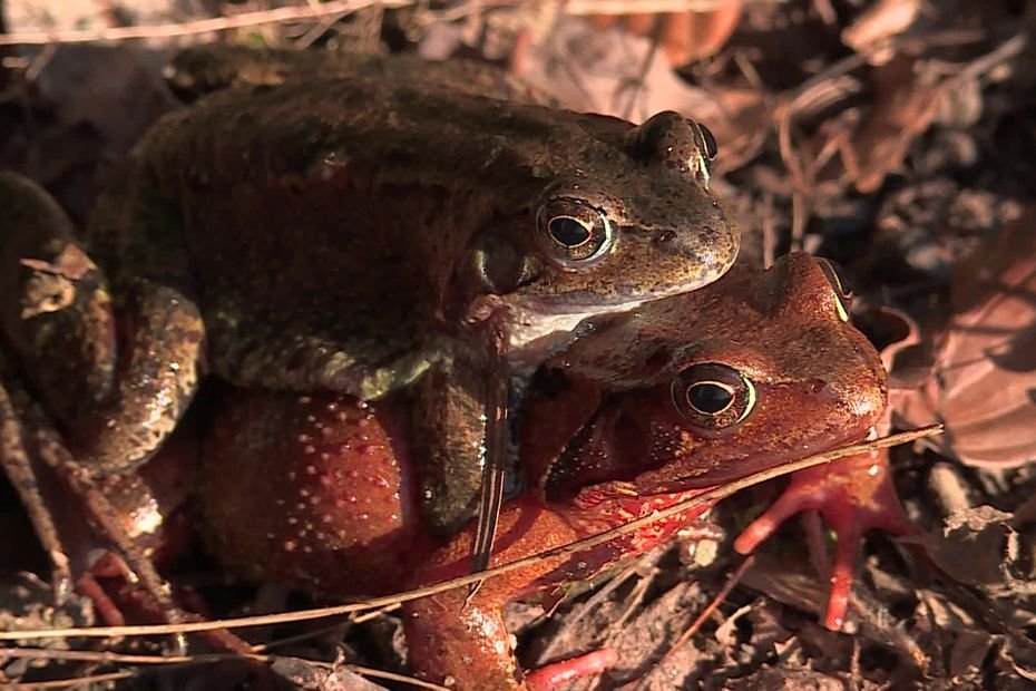 De belles cuisses, un délicat goût de noisette : chez Jacques, la grenouille rousse se porte à merveille cette année