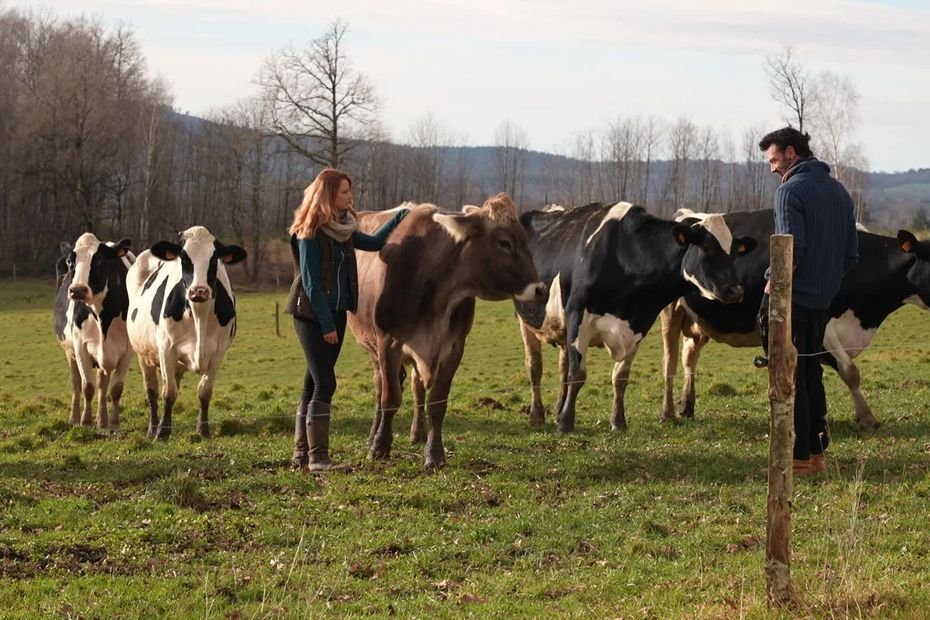 "On est un peu fatigué" : victime d'une erreur de diagnostic de tuberculose bovine, une ferme se bat pour obtenir réparation