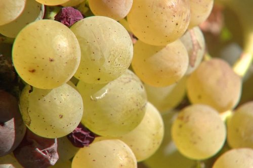 "On a des récoltes qualitatives et quantitatives" : belle année pour les vignerons de Saint-Pourçain (Allier)