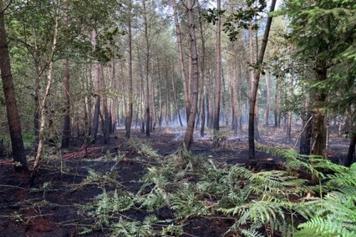 Un incendie détruit un hectare de forêts à Fougeré, en Vendée