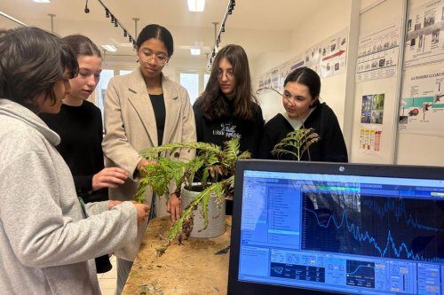 INSOLITE. La musique des plantes : cette expérience fascinante qui montre comment les végétaux sont capables de communiquer