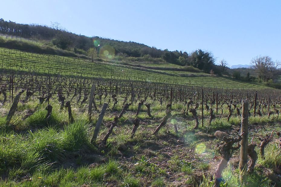 Clairette de Die : une version rosée pourrait relancer l’intérêt des consommateurs pour ce vin effervescent de la Drôme