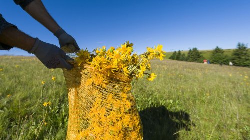 Sécheresse : pas de récolte d'arnica dans l'est de la France