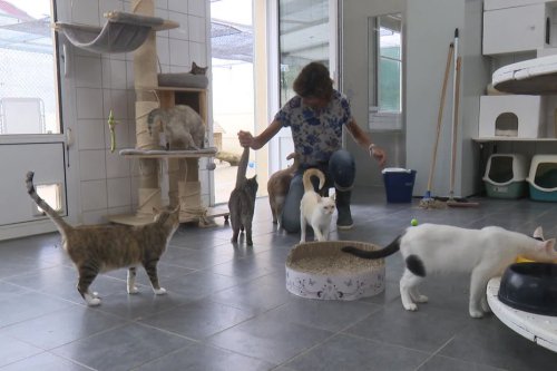 Record d'abandons d'animaux cet été, le refuge SPA de Bayonne saturé