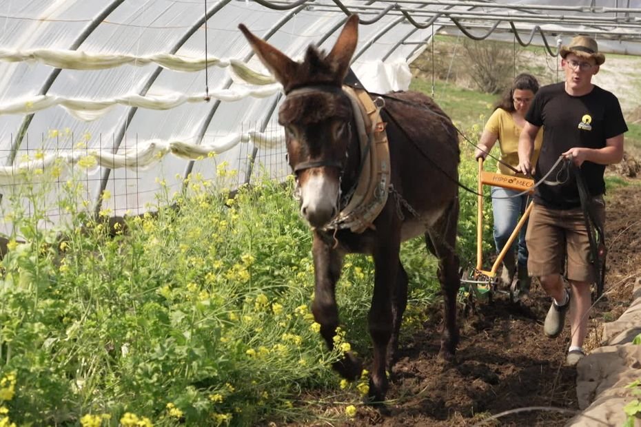 « Nous travaillons avec des ânes et sans tracteur » : ce couple réinvente le maraîchage, entre tradition et modernité
