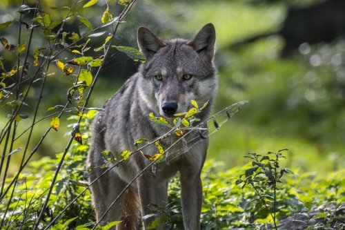Jura : "sans le chien de protection, il y aurait peut-être eu plus de dégâts", première attaque du loup de l'année sur un troupeau de brebis