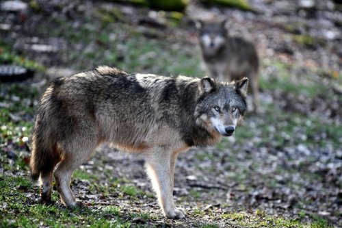 Loups évadés près de Perpignan : une présence détectée dans l'Aude
