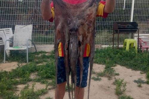 "J'ai vu un beau spécimen" : un poulpe de près de 8 kilos pêché en Méditerranée