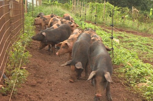 De La Viande De Cochon Noir Produit D Exception Pour Ravir Les Papilles Des Martiniquais Dans La Pure Tradition De Noel Martinique La 1ere Flipboard