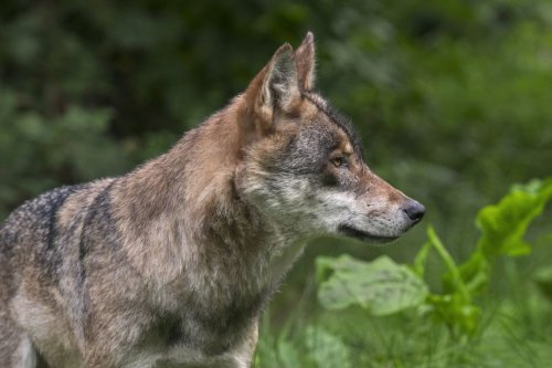 Ardèche : la confédération paysanne demande à la préfecture de renforcer ses actions contre le loup